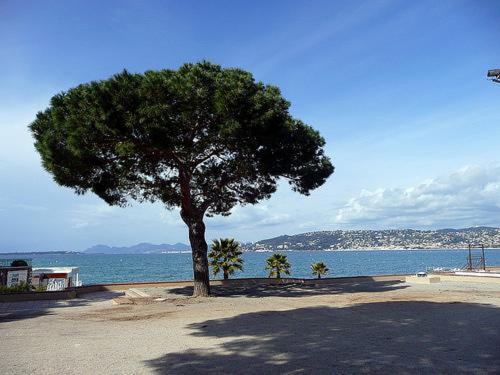 Appartement De Charme Coeur De Juan & Plages Antibes Eksteriør bilde